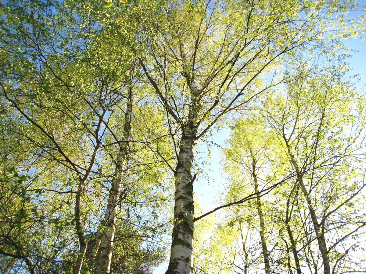 Kesä kutsuu – mökki kuntoon!