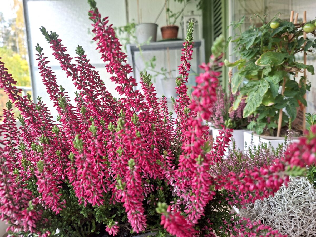 Parvekkeen syyssiivous – tunnelma kuntoon!